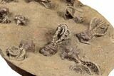 Plate of Eleven Alien-Looking Jimbacrinus Crinoids - Australia #188634-9